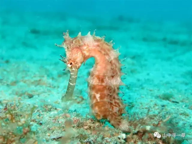 海马是保护动物吗（野生海马是不是保护动物）