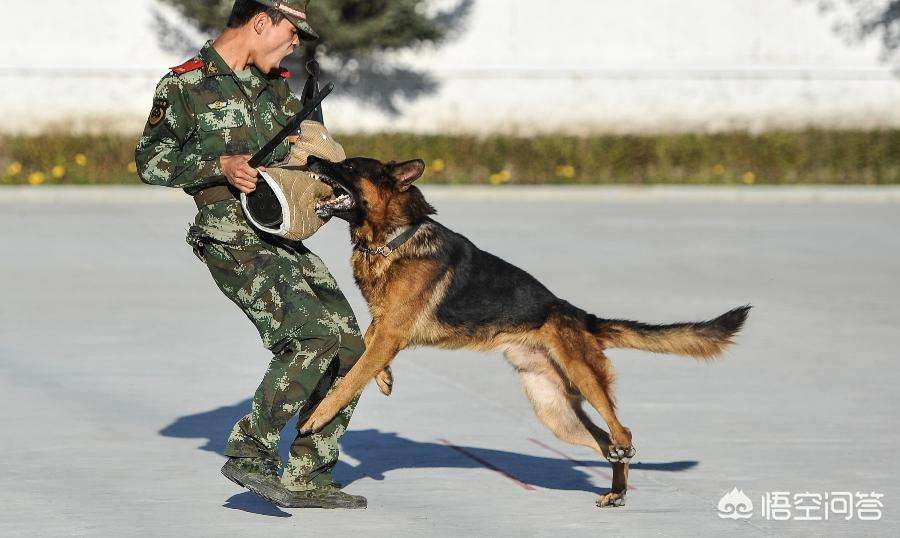 昆明犬与德国牧羊犬有什么区别？